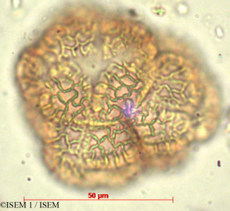 ISEM 1/Chilopsis_linearis_29392/Chilopsis_linearis_29392_0001(copy)_thumb.jpg